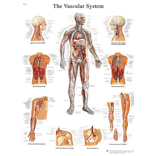 Vascular System STICKYchart™, VR1353S, Circulatory System