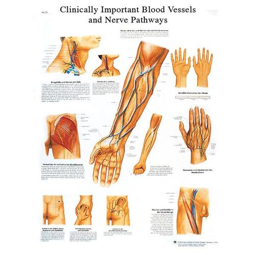 Clinically Important Blood Vessels and Nerve Pathways STICKYchart™ 
, VR1359S, Sistema Cardiovascular