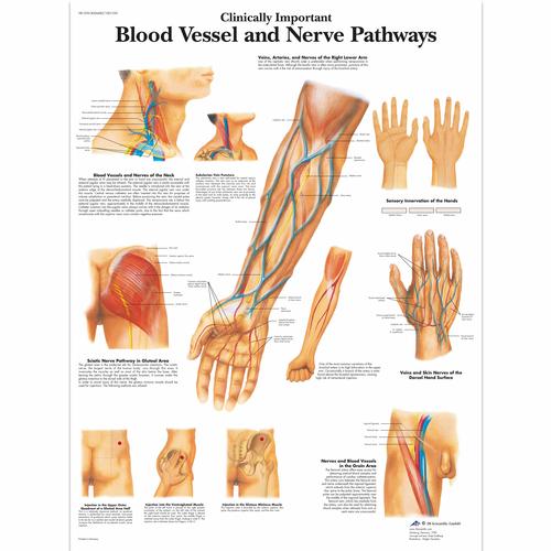 Clinically Important Blood Vessel and Nerve Pathways Chart, 4006682 [VR1359UU], Cardiovascular System
