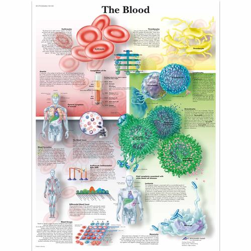 The Blood Chart, 4006686 [VR1379UU], Cardiovascular System