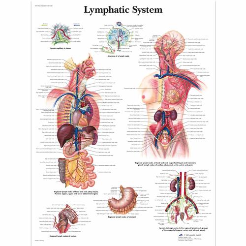 Lymphatic System Chart, 1001540 [VR1392L], The Lymphatic System