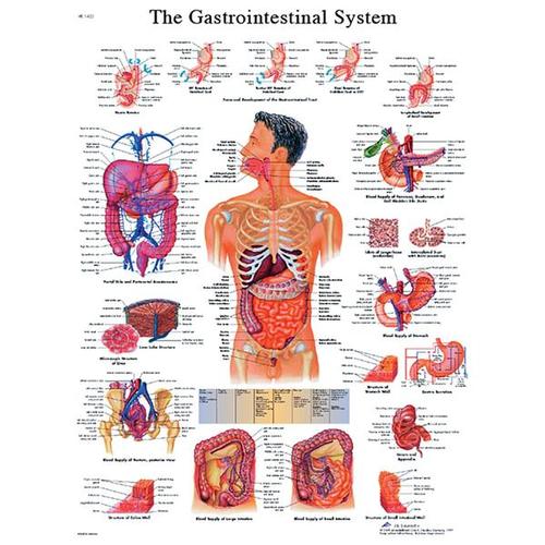 Gastrointestinal System STICKYchart™, VR1422S, El sistema digestivo