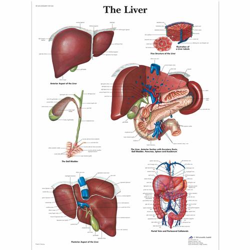 肝脏挂图, 1001544 [VR1425L], 代谢系统