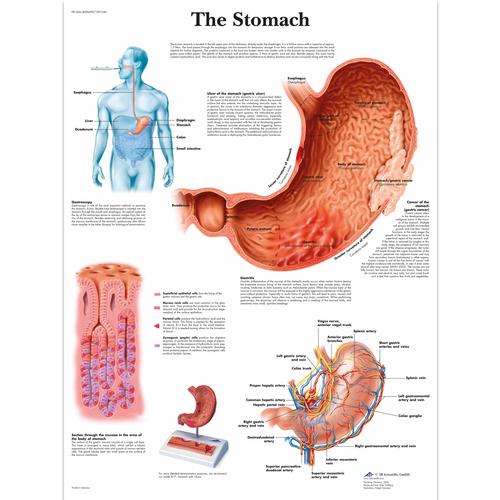 The Stomach Chart, 4006690 [VR1426UU], Digestive System