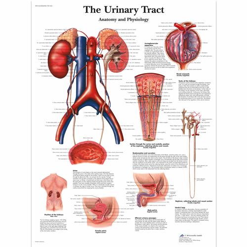 泌尿系统解剖和生理图解挂图, 1001562 [VR1514L], 泌尿系统
