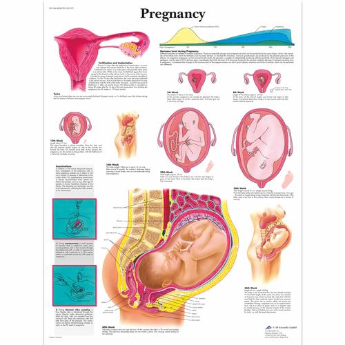 妊娠挂图, 1001572 [VR1554L], 怀孕与分娩
