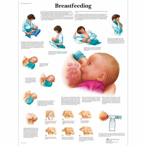Lehrtafel - Breastfeeding, 4006706 [VR1557UU], Elternbildung