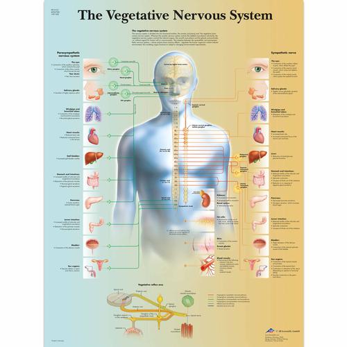 植物神经系统挂图, 1001582 [VR1610L], 大脑和神经系统