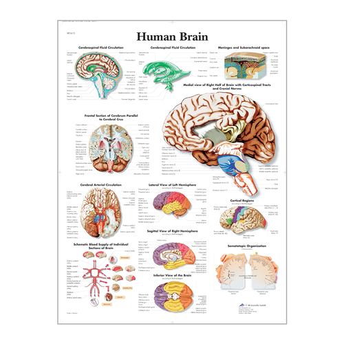 Human Brain STICKYchart™ 
, VR1615S, Brain and Nervous system