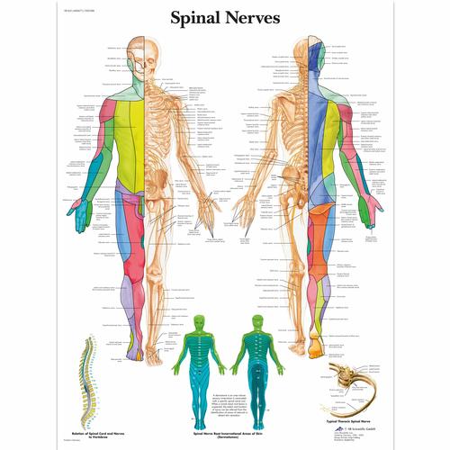 脊神经挂图, 4006711 [VR1621UU], 大脑和神经系统