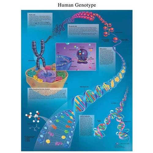 DNA - Human Genotype STICKYchart™, VR1670S, Cell Genetics