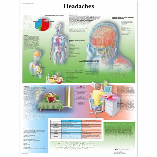 头痛病挂图, 1001604 [VR1714L], 大脑和神经系统
