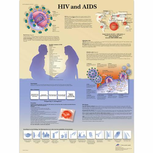 HIV and AIDS Chart, 4006722 [VR1725UU], 성교육