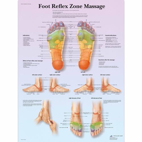 Foot Reflex Zone Massage Chart, 1001624 [VR1810L], Acupuncture