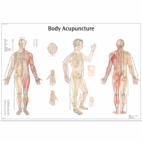 Body Acupuncture Chart, 1001626 [VR1820L], Acupuncture Charts and Models