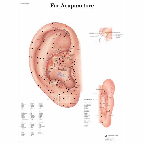 Ear Acupuncture Chart, 4006731 [VR1821UU], 침술 차트 및 모형