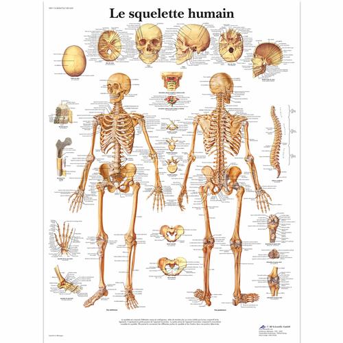 Le squelette humain, 1001630 [VR2113L], système Squelettique
