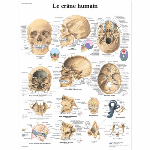Lehrtafel - Le crâne humain, 1001640 [VR2131L], Skelettsystem