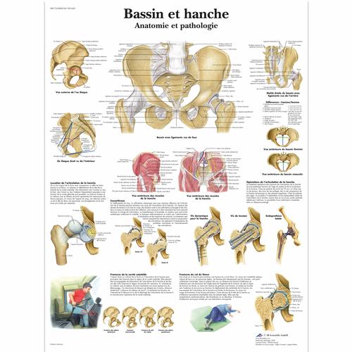 Bassin et hanche - Anatomie et pathologie, 1001650 [VR2172L], système Squelettique