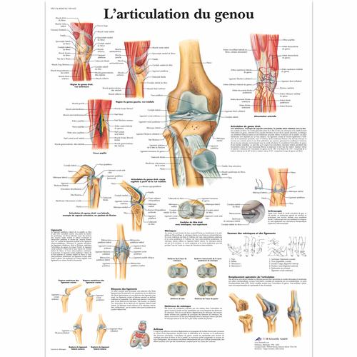L'articulation du genou, 1001652 [VR2174L], Skeletal System