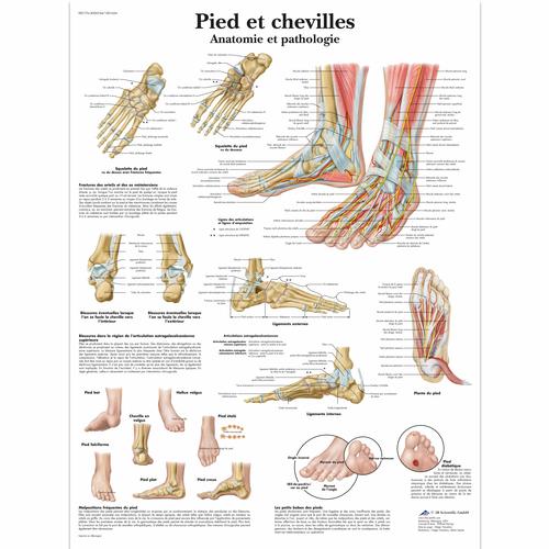 脚和脚踝-解剖学和病理学挂图, 1001654 [VR2176L], 骨骼系统
