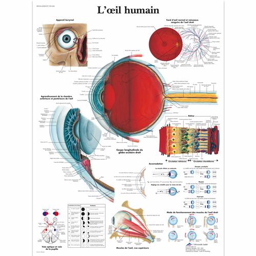 L'œil humain, 1001660 [VR2226L], Ophthalmology