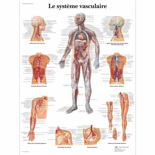 Le système vasculaire, 1001695 [VR2353L], Système circulatoire
