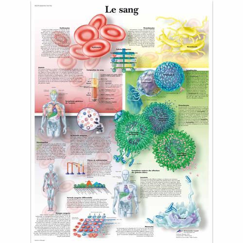 Le sang, 1001705 [VR2379L], Cardiovascular System