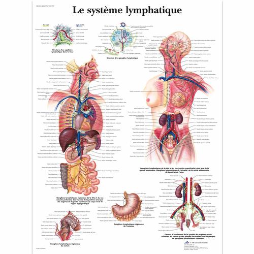 Lehrtafel - Le système lymphatique, 4006770 [VR2392UU], Lymphatisches System
