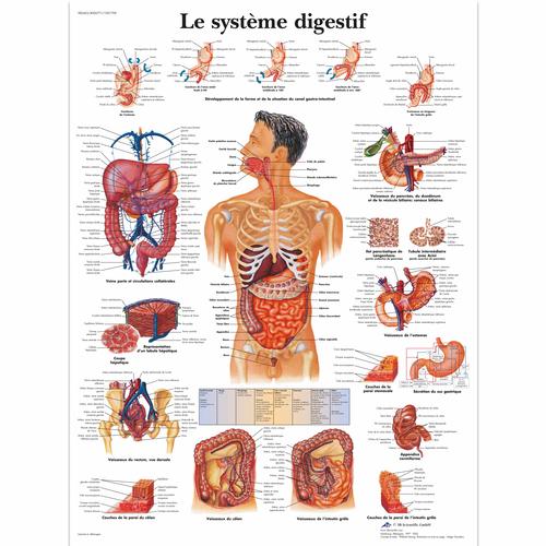 Le système digestif, 1001709 [VR2422L], Système digestif
