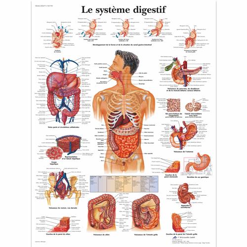 L'appareil digestif, 4006771 [VR2422UU], Em&eacute;sztőrendszer