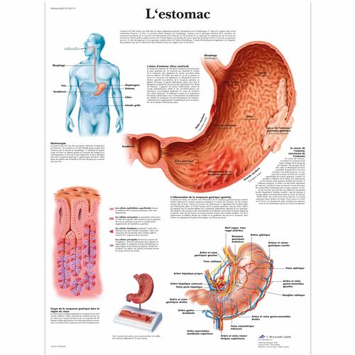 Lehrtafel - L'estomac, 4006773 [VR2426UU], Verdauungssystem
