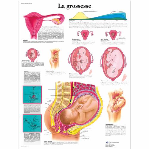 Lehrtafel - La grossesse, 1001739 [VR2554L], Schwangerschaft und Geburt
