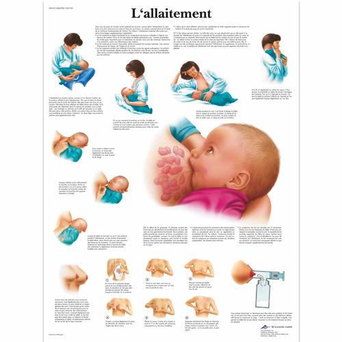 L'allaitement, 1001745 [VR2557L], Pregnancy and Childbirth