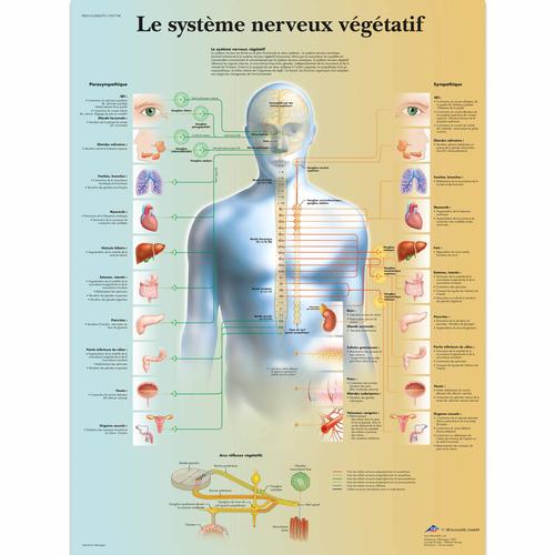 Le système nerveux végétatif, 1001749 [VR2610L], Cerveau et système nerveux