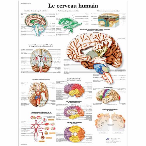 Le cerveau humain, 1001751 [VR2615L], Brain and Nervous system