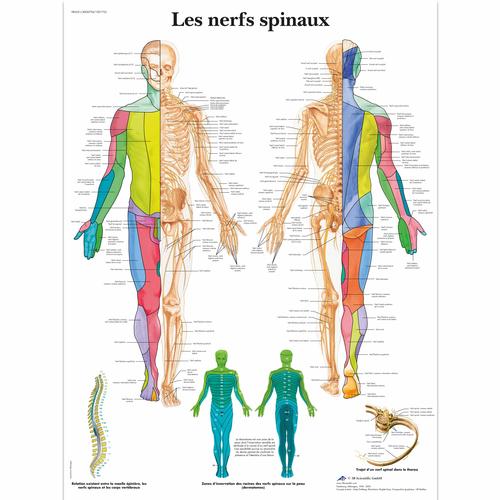 Lehrtafel - Les nerfs spinaux, 4006794 [VR2621UU], Gehirn und Nervensystem