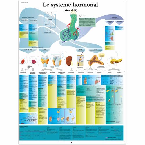 Le système hormonal (simplifié), 1001764 [VR2638L], Glandes
