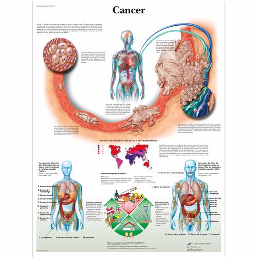 Laminated Anatomical Charts