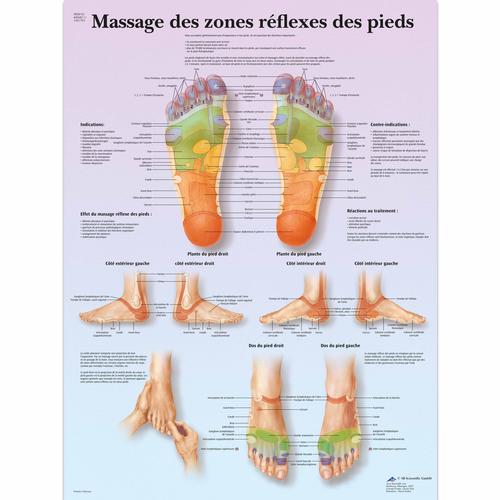 Lehrtafel - Massage des zones réflexes, 4006811 [VR2810UU], Akupunktur