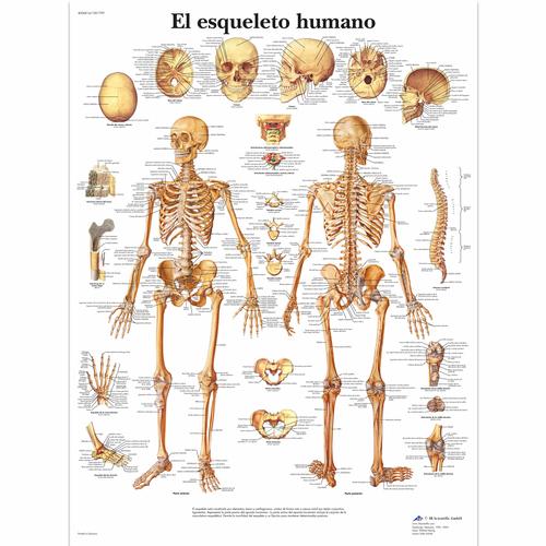 Lehrtafel - El esqueleto humano, 1001799 [VR3113L], Skelettsystem