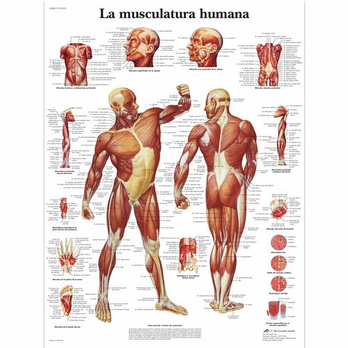 La Musculatura humana, 1001801 [VR3118L], Muscle