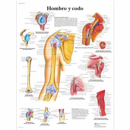 Lehrtafel - Hombro y codo, 1001813 [VR3170L], Skelettsystem