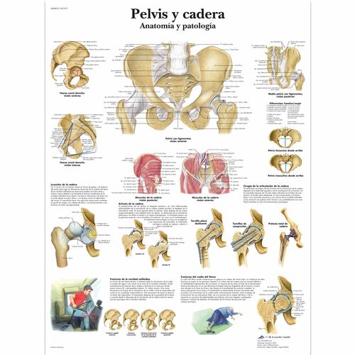 Pelvis y cadera - Anatomía y patología, 4006823 [VR3172UU], système Squelettique