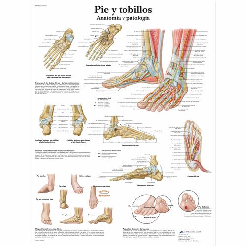 Pie y tobillos - Anatomía y patología, 1001821 [VR3176L], 骨骼系统