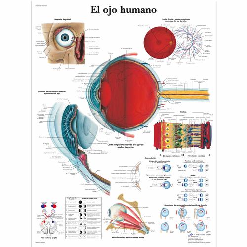 Lehrtafel - El ojo humano, 4006828 [VR3226UU], Augen