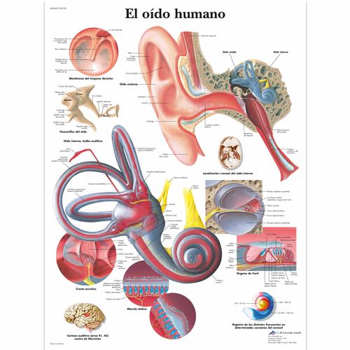 El oído humano, 1001831 [VR3243L], Naso, Orecchie e Gola