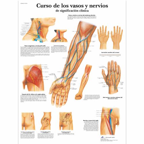 Curso de los vasos y nervios de significaci&oacute;n cl&iacute;nica, 4006845 [VR3359UU], syst&egrave;me cardiovasculaire