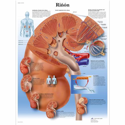 Riñón, 1001893 [VR3515L], 代谢系统