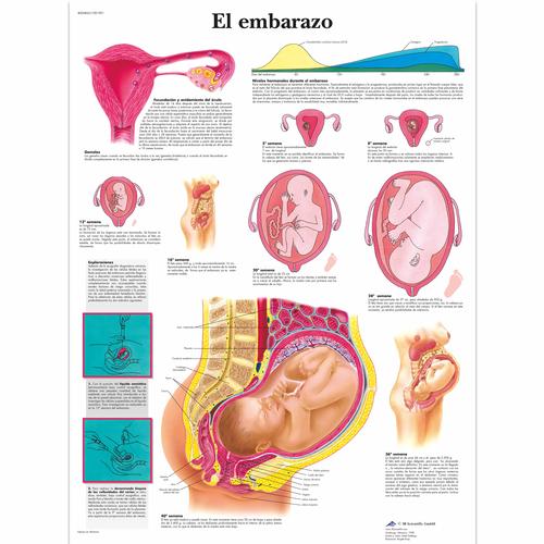 El embarazo, 4006865 [VR3554UU], Pregnancy and Childbirth